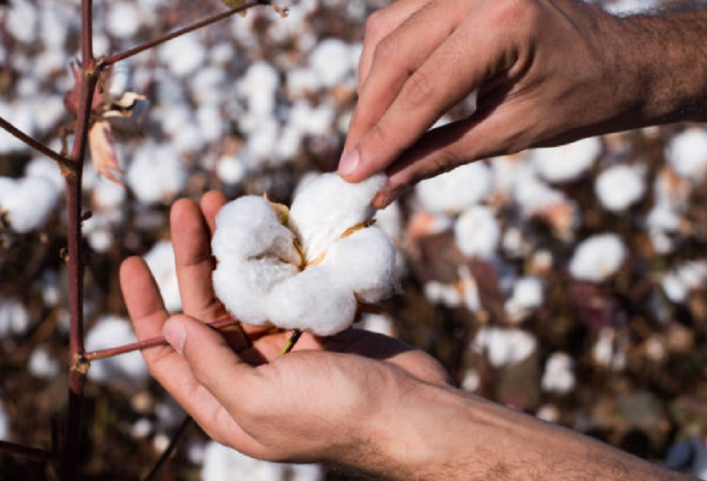 Cotton producer touring his field in the province of Chaco.