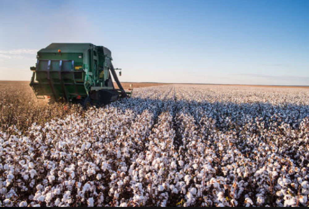 INTA researcher analyzing the development of Arandú cotton in the field.
