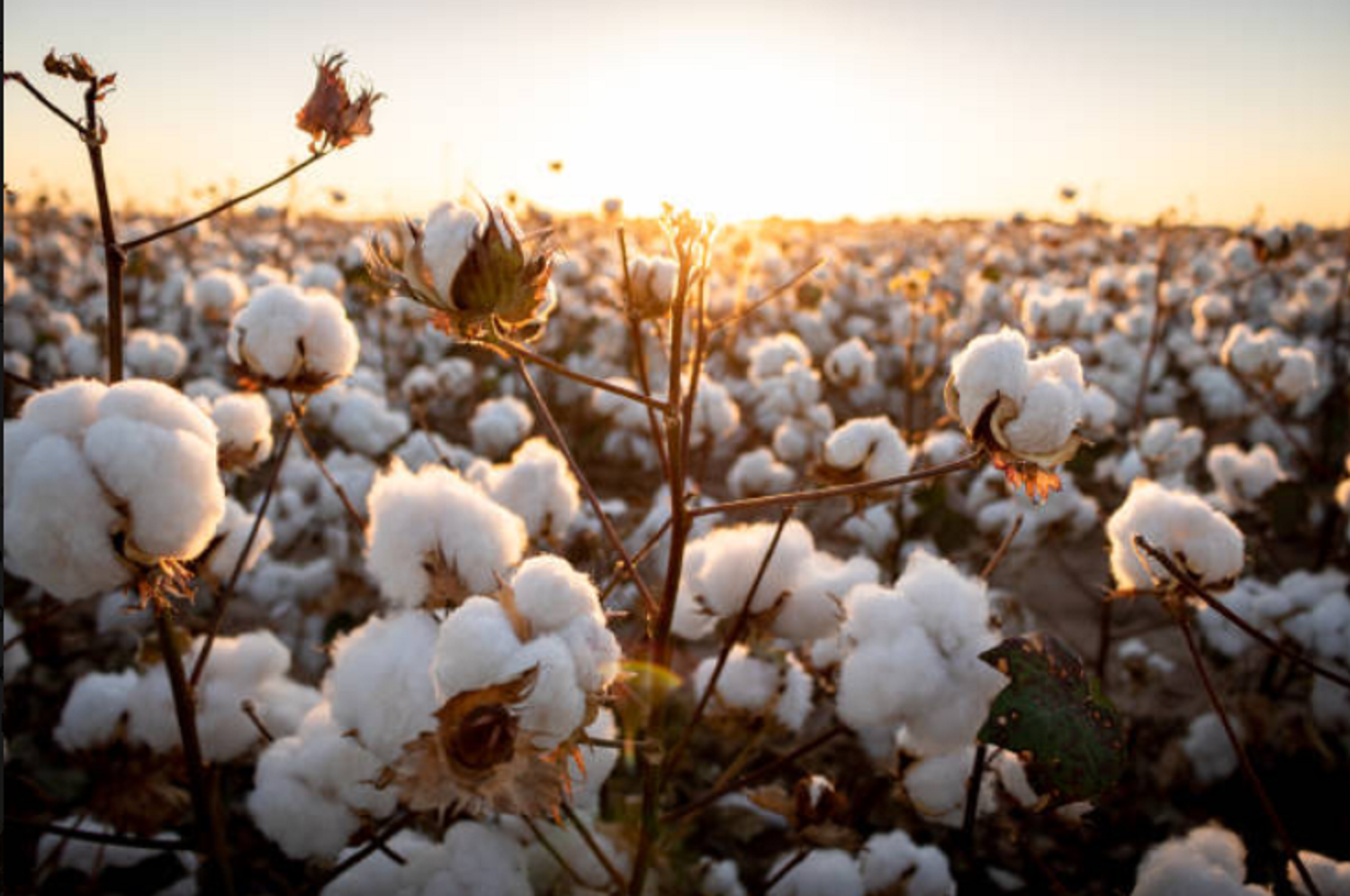 Detail of the Arandú cotton plant developed by INTA in Argentina.